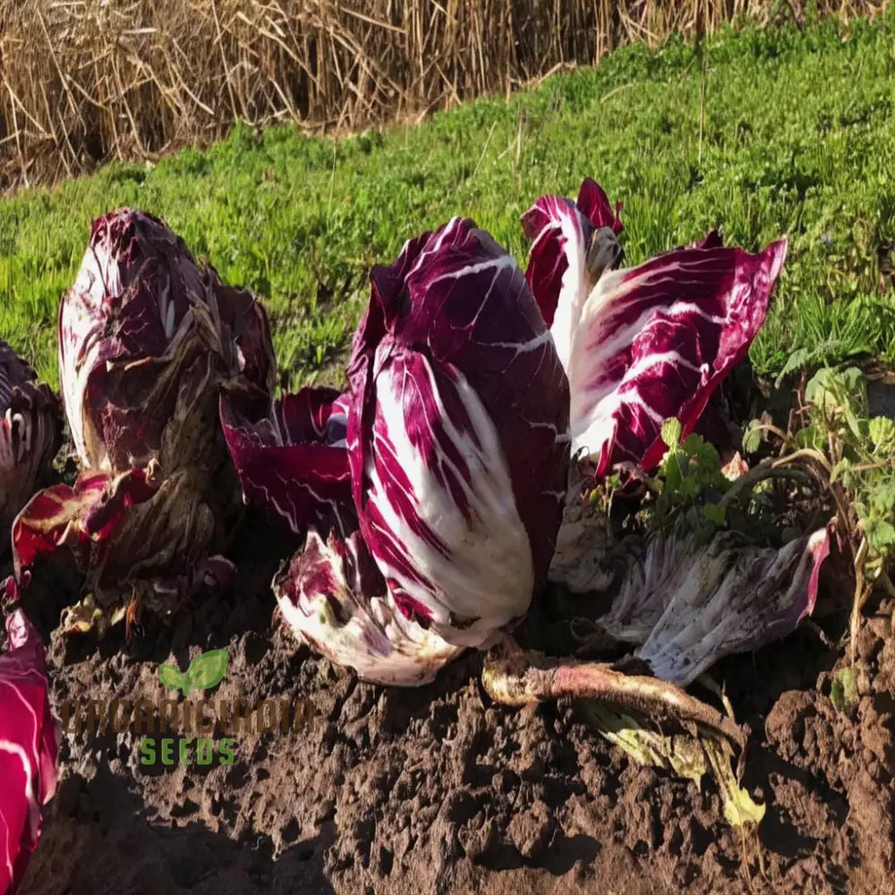 Rossa Di Verona Radicchio Seeds For A Bounty Of Fresh Nutrient-Packed Greens Straight From Your