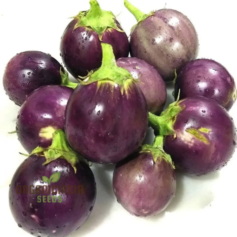 Round Purple Eggplant Vegetable Seeds Grow Your Own Flavorful And Nutritious Produce