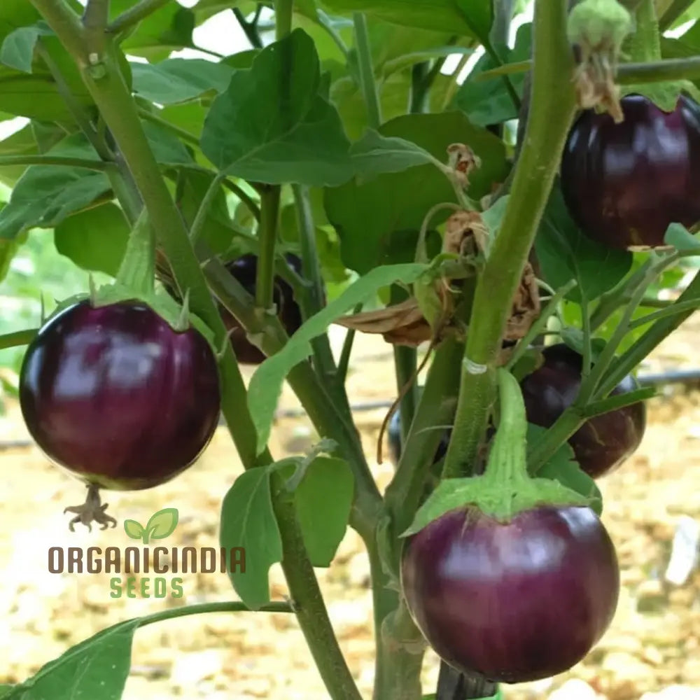 Round Purple Eggplant Vegetable Seeds Grow Your Own Flavorful And Nutritious Produce