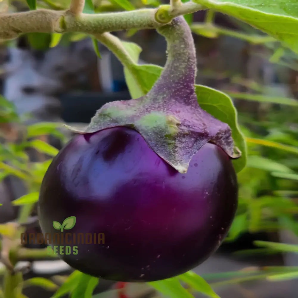 Round Purple Eggplant Vegetable Seeds Grow Your Own Flavorful And Nutritious Produce