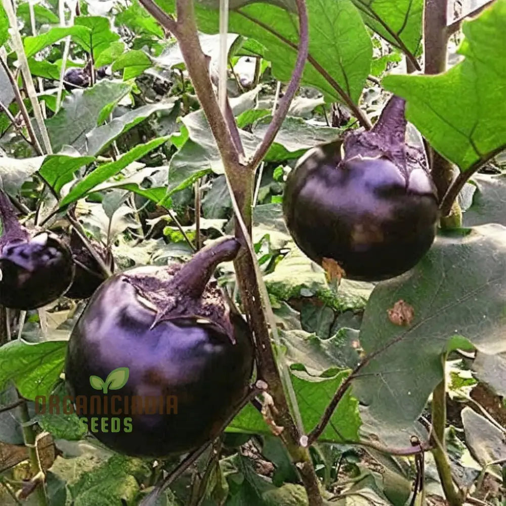 Round Purple Eggplant Vegetable Seeds Grow Your Own Flavorful And Nutritious Produce