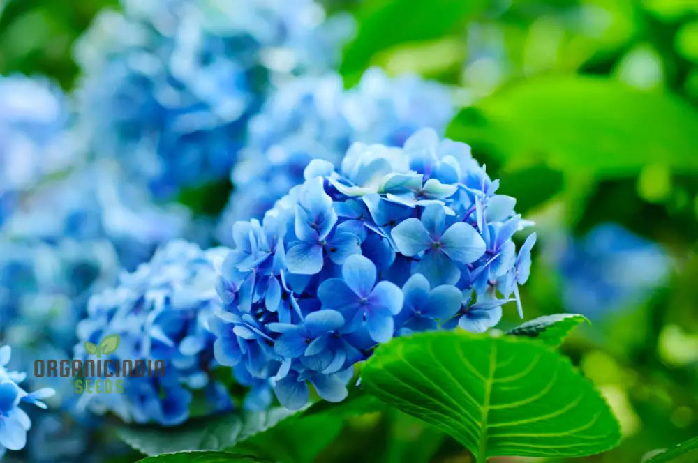 Royal Blue Hydrangea Seeds - Vibrant Blooms For Your Garden Planting Instructions Included