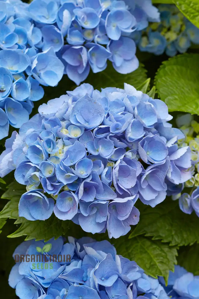 Royal Blue Hydrangea Seeds - Vibrant Blooms For Your Garden Planting Instructions Included