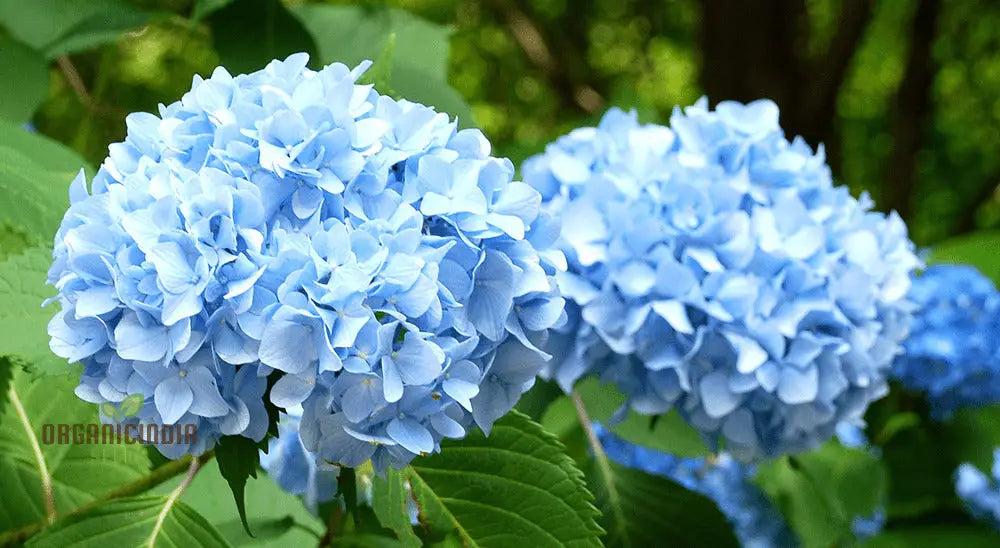 Royal Blue Hydrangea Seeds - Vibrant Blooms For Your Garden Planting Instructions Included