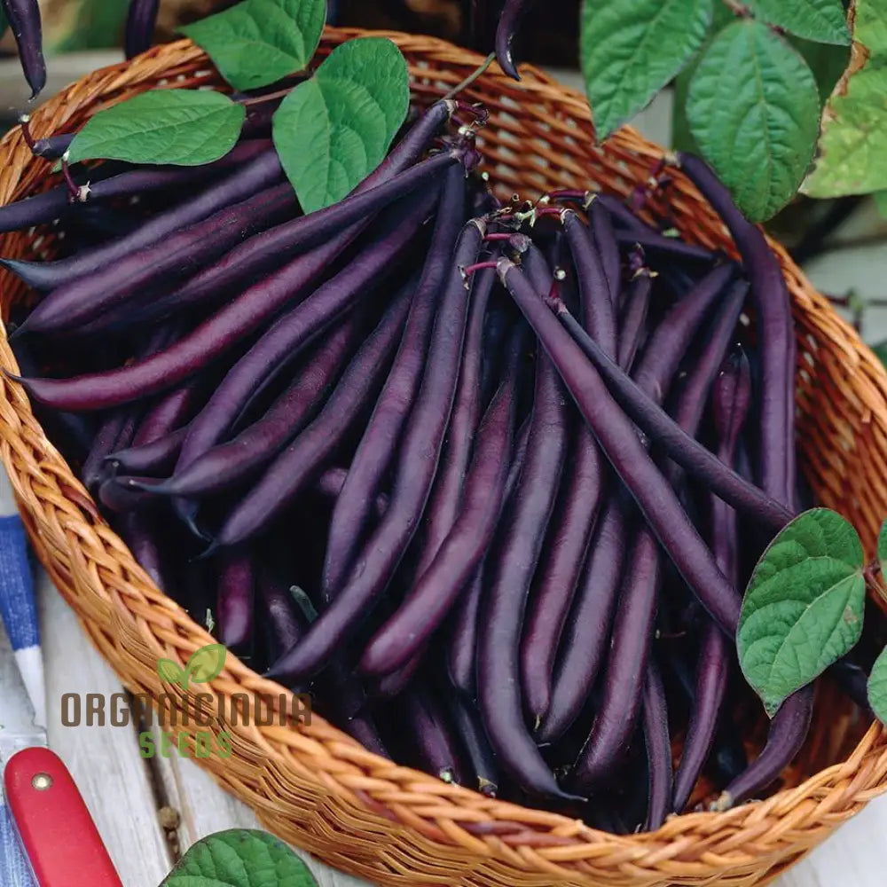 Royal Burgundy Seeds - Premium Quality For Vibrant Gardens | Buy Planting Online