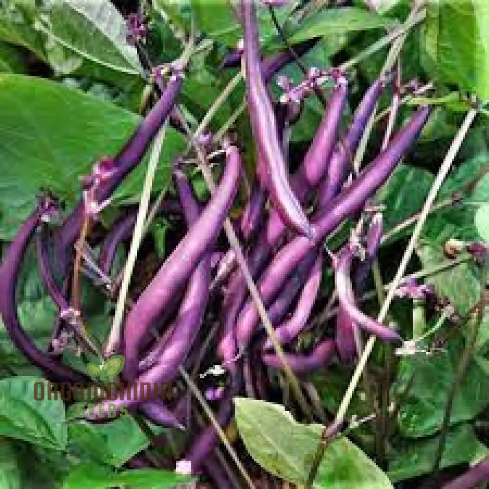 Royal Burgundy Seeds - Premium Quality For Vibrant Gardens | Buy Planting Online