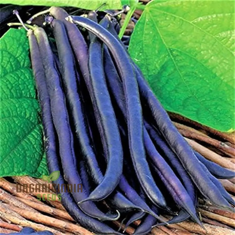 Royal Burgundy Seeds - Premium Quality For Vibrant Gardens | Buy Planting Online