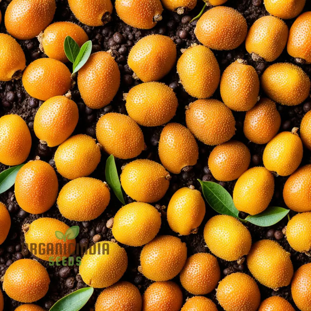 Royal Paradise Garden Rare Loquat Fruit Tropical Exotic Seedling Live Plant Seeds