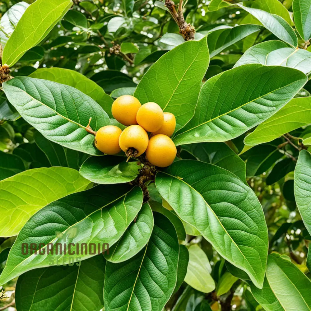 Royal Paradise Garden Rare Loquat Fruit Tropical Exotic Seedling Live Plant Seeds