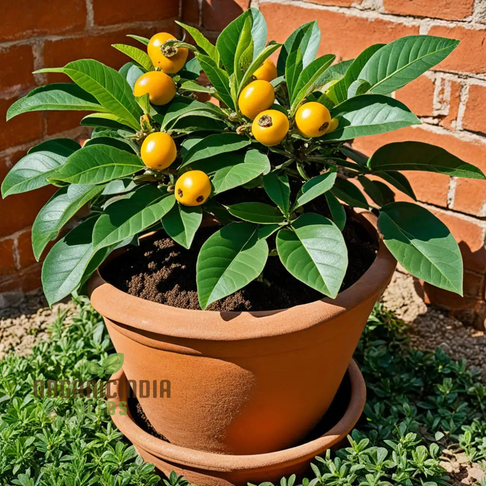 Royal Paradise Garden Rare Loquat Fruit Tropical Exotic Seedling Live Plant Seeds