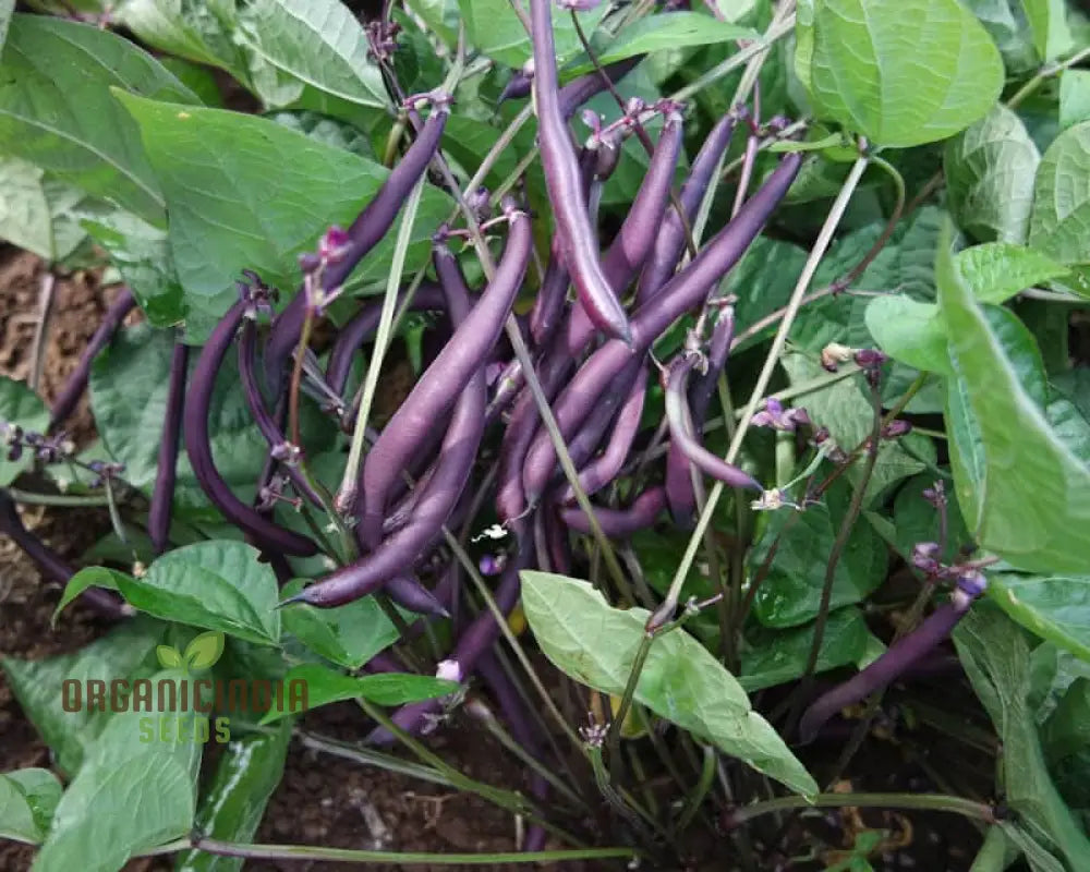 Royalty Purple Pod Bean Seeds For Planting – Grow Your Own Majestic And Vibrant Heirloom Beans