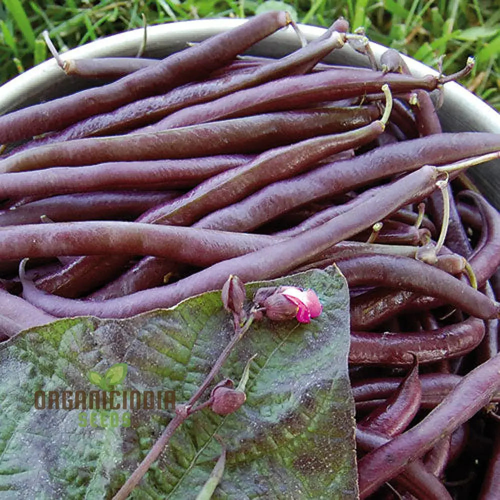 Royalty Purple Pod Bean Seeds For Planting – Grow Your Own Majestic And Vibrant Heirloom Beans