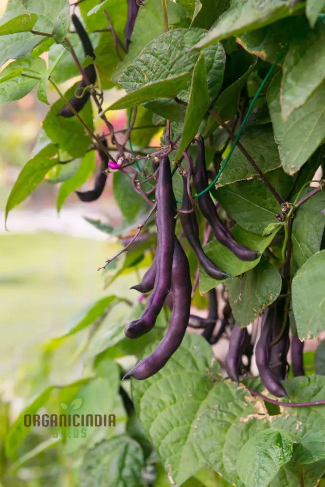 Royalty Purple Pod Bean Seeds For Planting – Grow Your Own Majestic And Vibrant Heirloom Beans