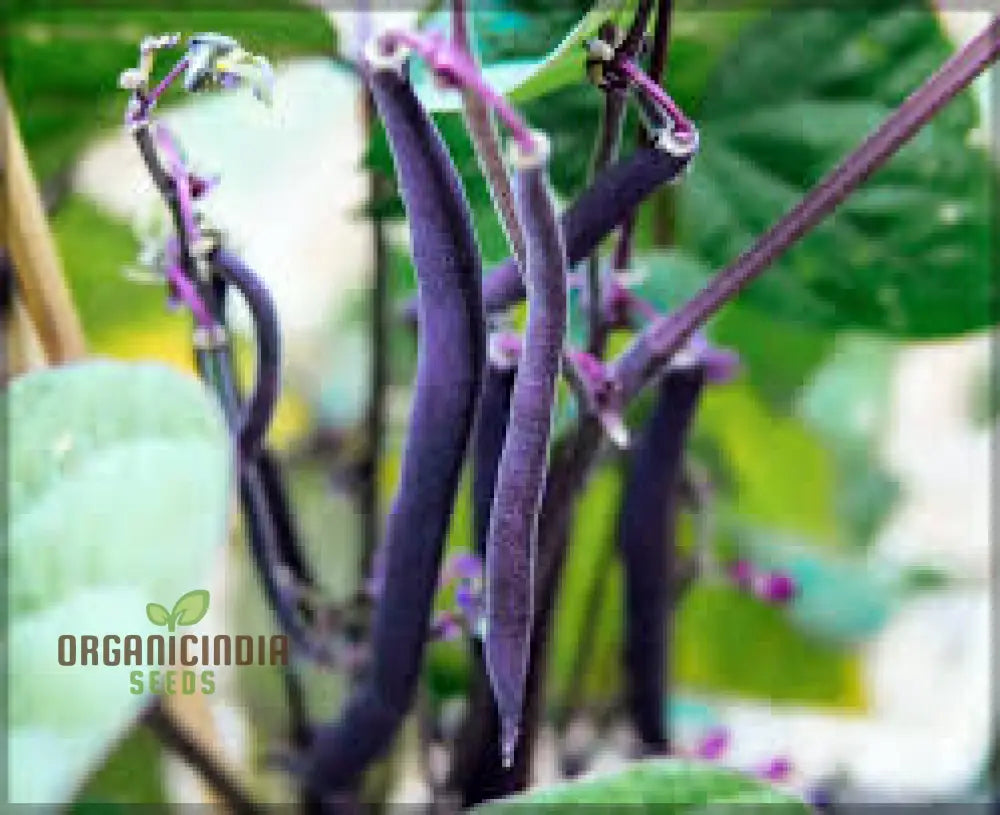 Royalty Purple Pod Bean Seeds For Planting – Grow Your Own Majestic And Vibrant Heirloom Beans