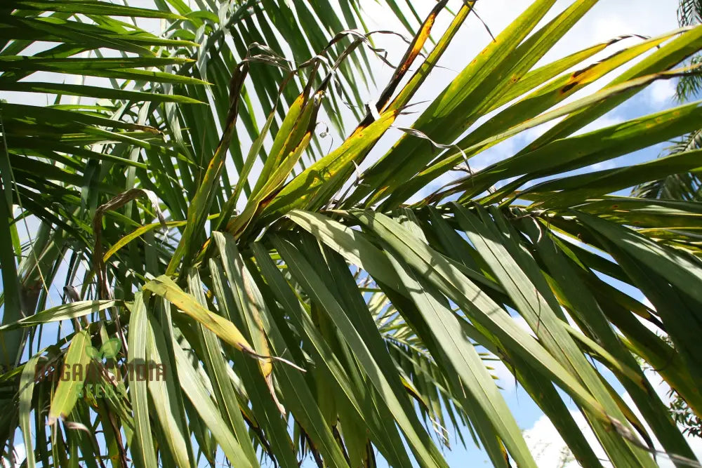 Roystonea Regia Tree Seeds For Planting How To Plant And Cultivate The Iconic Royal Palm For A Lush