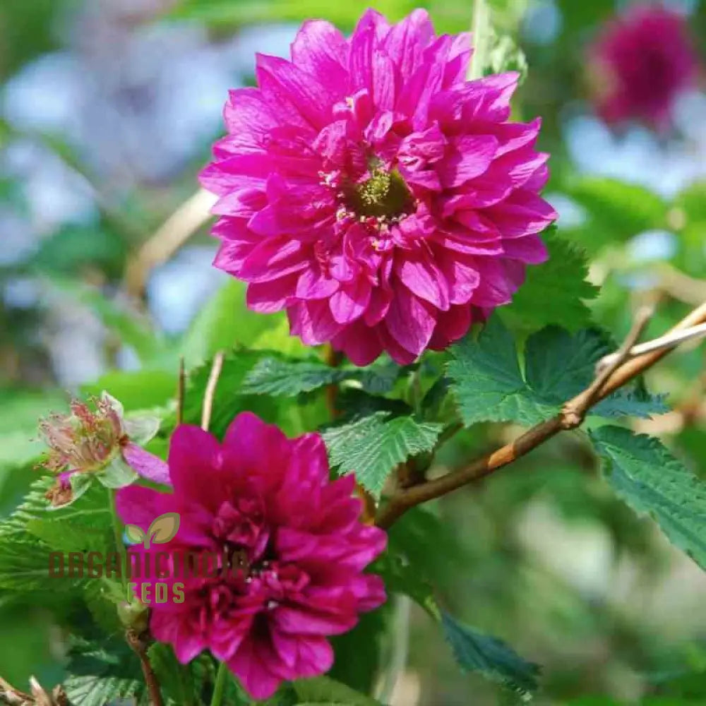 Rubus Spectabilis Flore Plena Flower Seeds For Planting Grow Stunning Double Flowered Salmon Berry