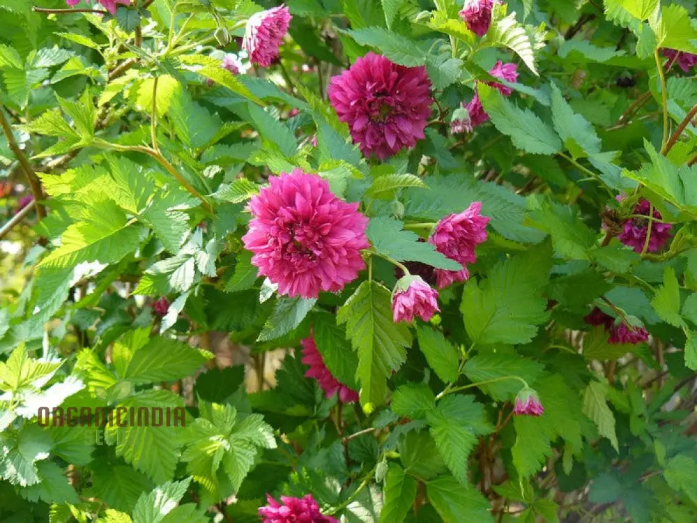 Rubus Spectabilis Flore Plena Flower Seeds For Planting Grow Stunning Double Flowered Salmon Berry