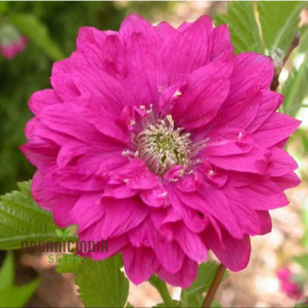 Rubus Spectabilis Flore Plena Flower Seeds For Planting Grow Stunning Double Flowered Salmon Berry