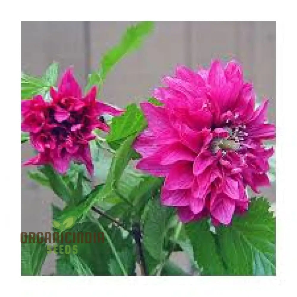 Rubus Spectabilis Flore Plena Flower Seeds For Planting Grow Stunning Double Flowered Salmon Berry