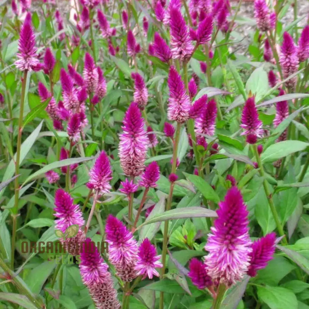 Ruby Parfait Flower Seeds Enhance Your Garden With Radiant Beauty Using Expert Planting And