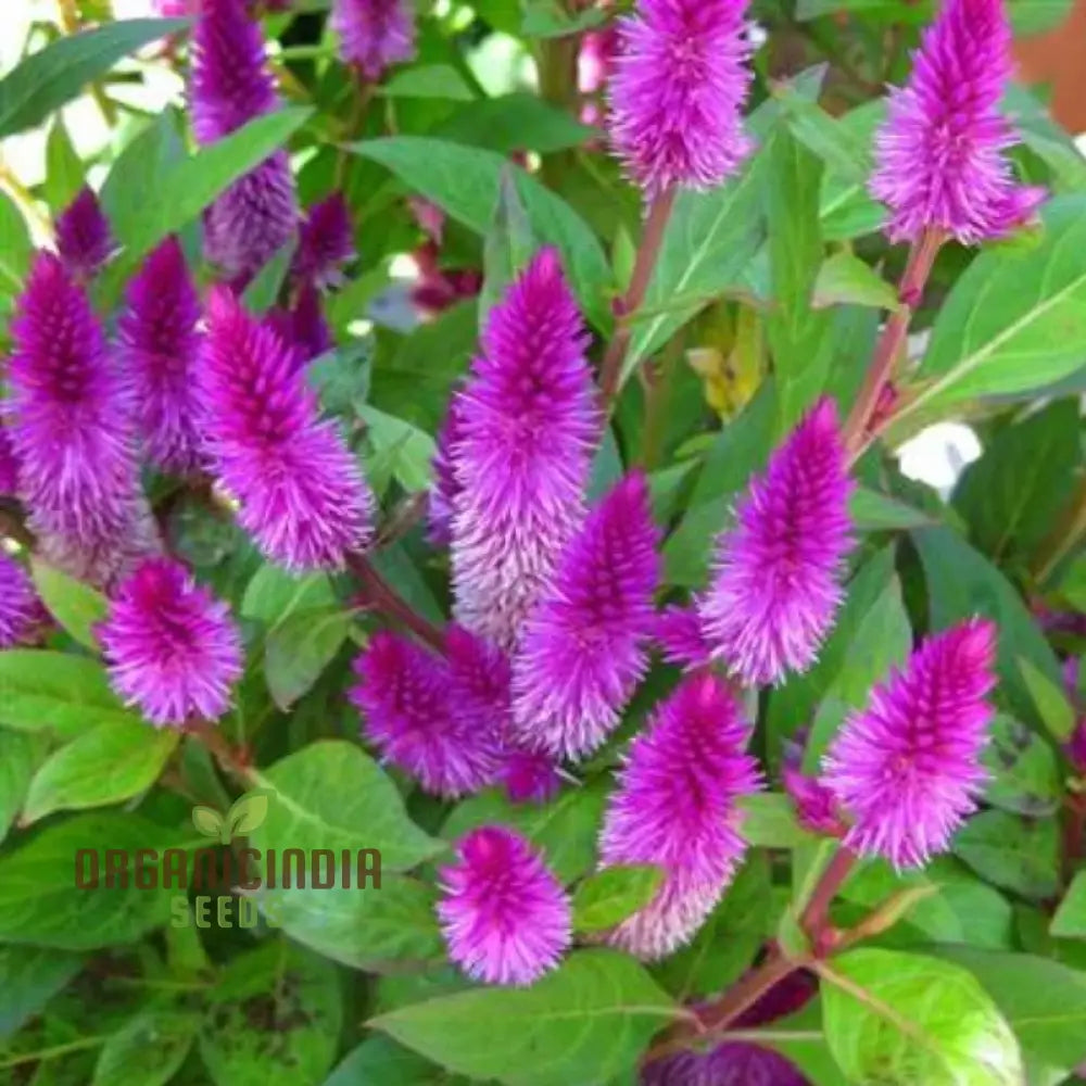 Ruby Parfait Flower Seeds Enhance Your Garden With Radiant Beauty Using Expert Planting And