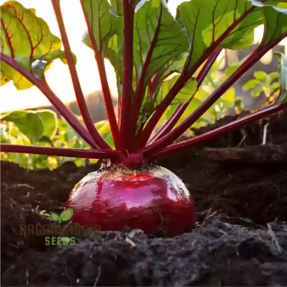 Ruby Queen Beetroot Seeds For A Bountiful Harvest Expert Gardening Guide: Planting And Growing