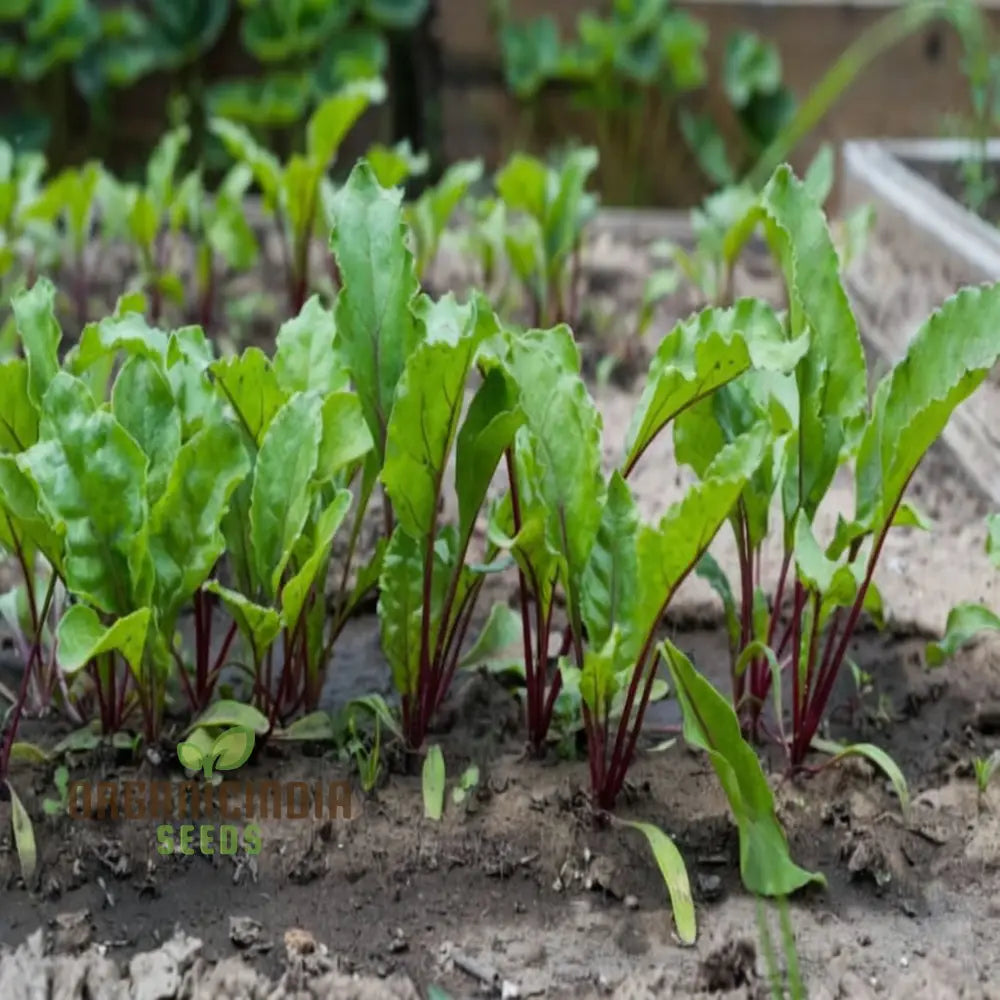 Ruby Queen Beetroot Seeds For A Bountiful Harvest Expert Gardening Guide: Planting And Growing