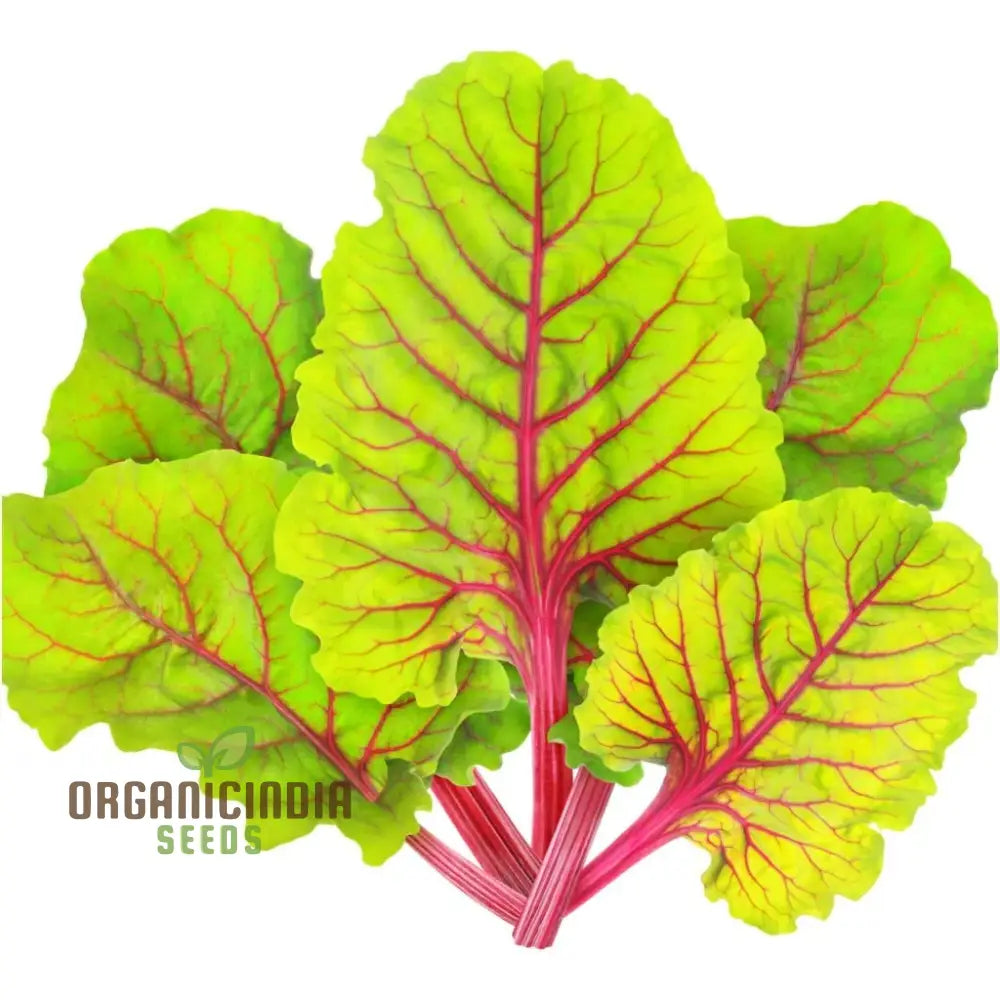 Ruby Red Silverbeet Seeds For Planting And Gardening - High-Quality Organic