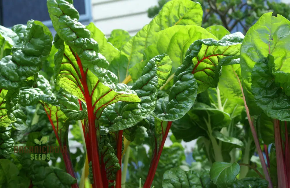 Ruby Red Silverbeet Seeds For Planting And Gardening - High-Quality Organic