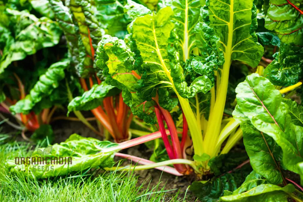 Ruby Red Silverbeet Seeds For Planting And Gardening - High-Quality Organic