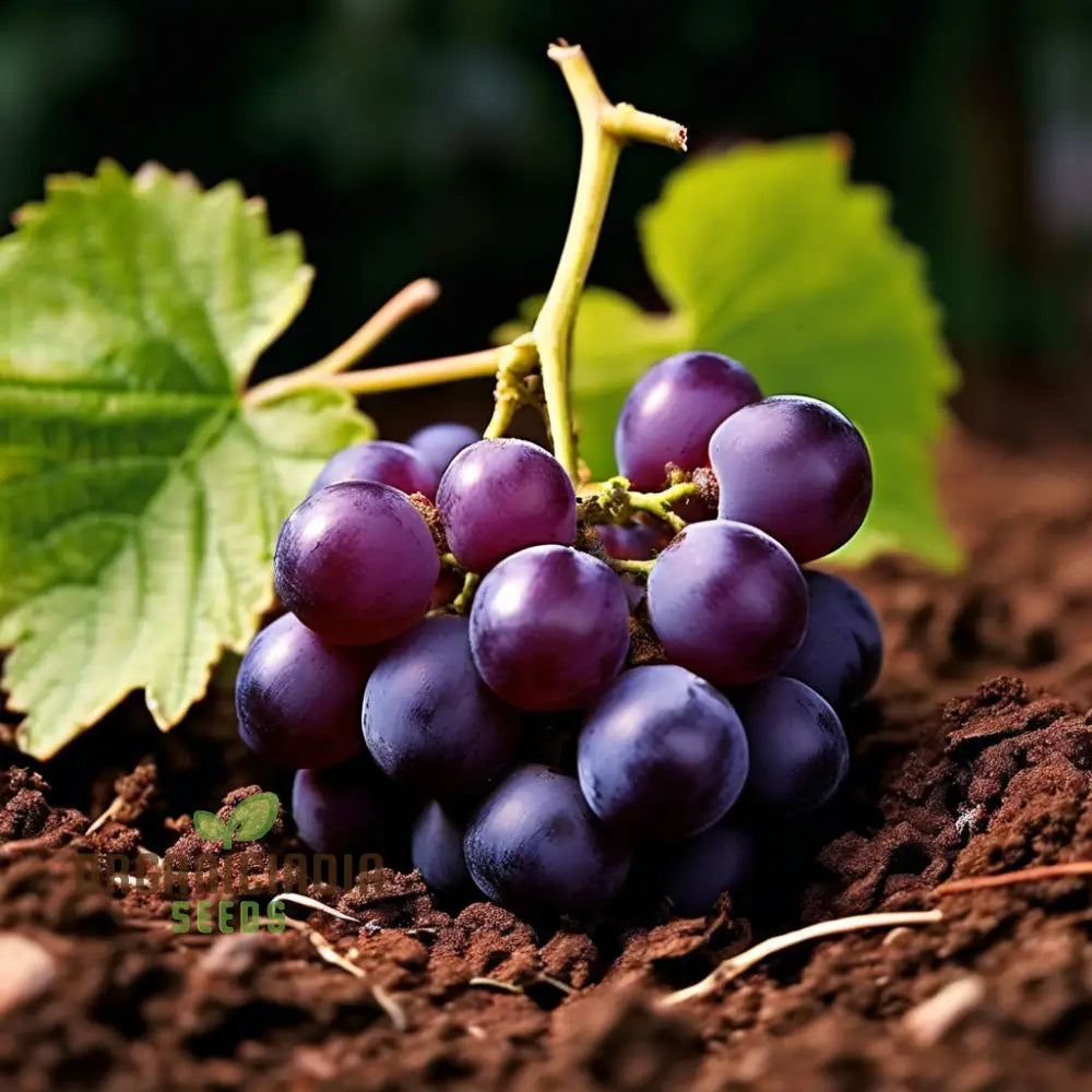 Ruby Roman Grape Seeds For Planting Cultivate Authentic In Your Garden Fruit