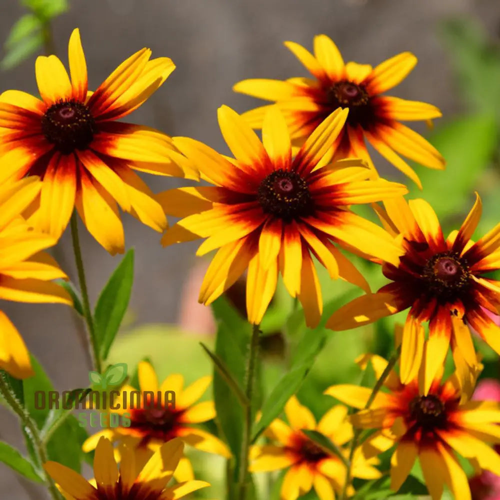 Rudbeckia Autumn Colors Seeds - Bring Vibrant Hues To Your Garden With Flowers