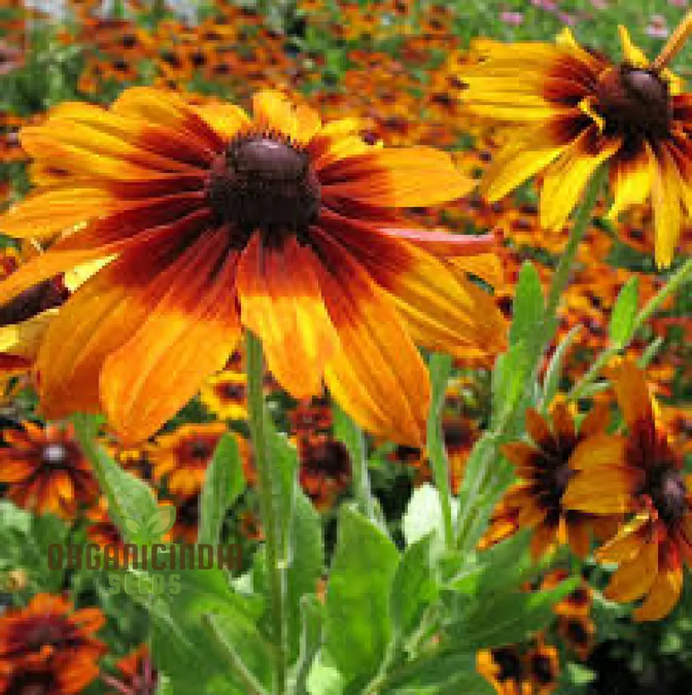 Rudbeckia Autumn Colors Seeds - Bring Vibrant Hues To Your Garden With Flowers