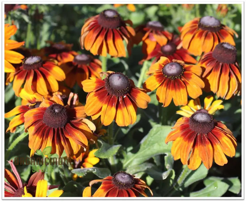 Rudbeckia Autumn Colors Seeds - Bring Vibrant Hues To Your Garden With Flowers