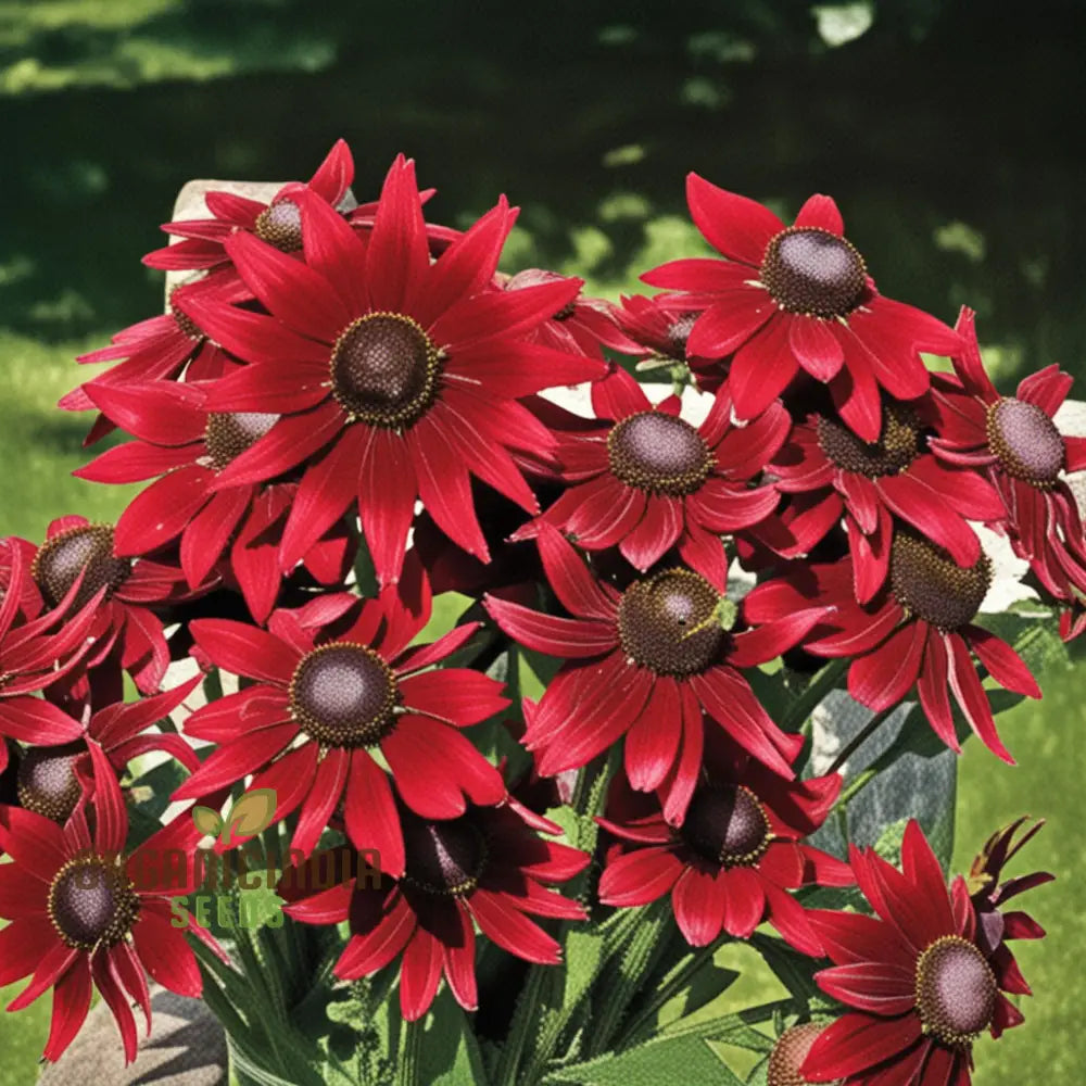 Rudbeckia Cherry Brandy Flowers Seeds Renowned For Their Deep Red Hues And Captivating Presence In