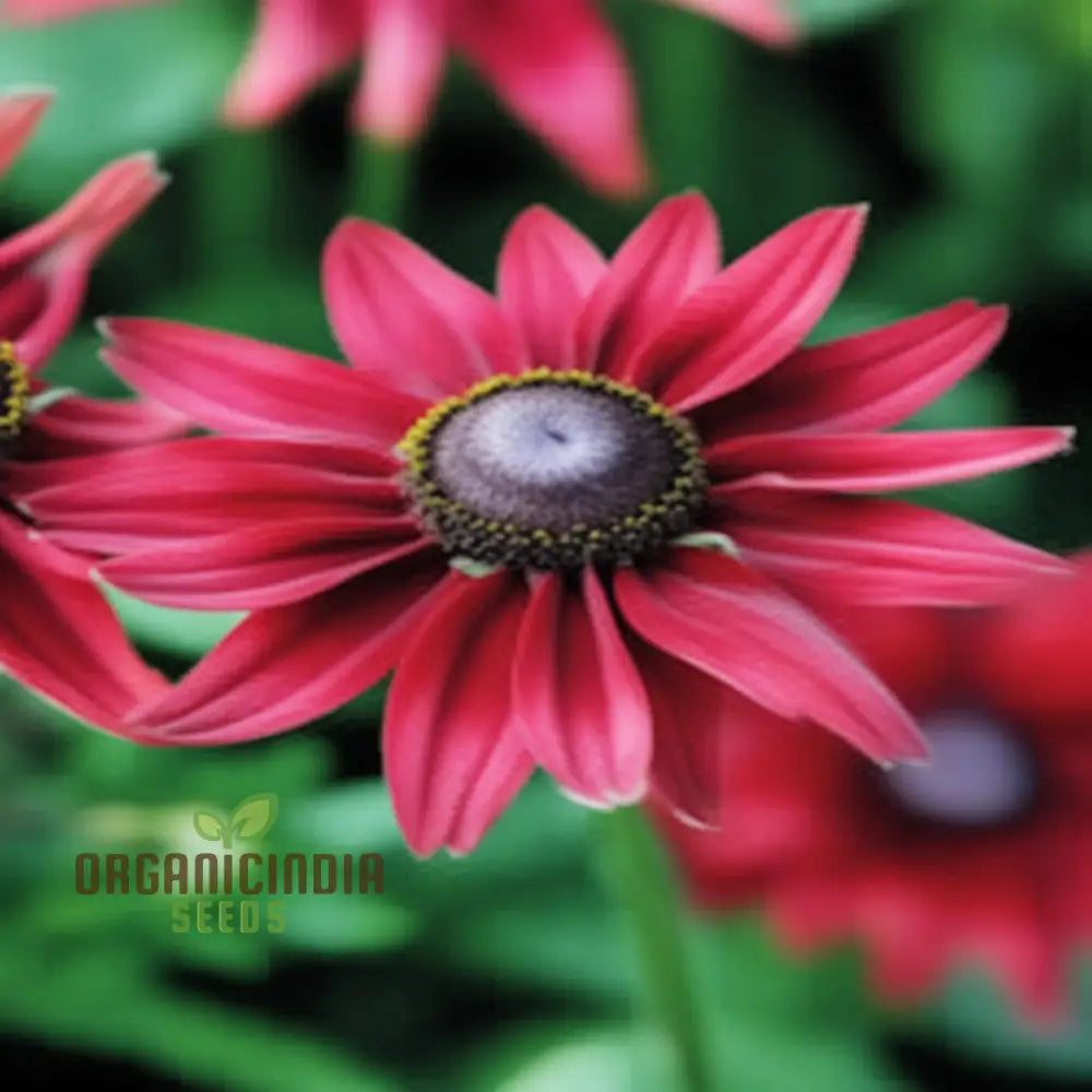 Rudbeckia Cherry Brandy Flowers Seeds Renowned For Their Deep Red Hues And Captivating Presence In