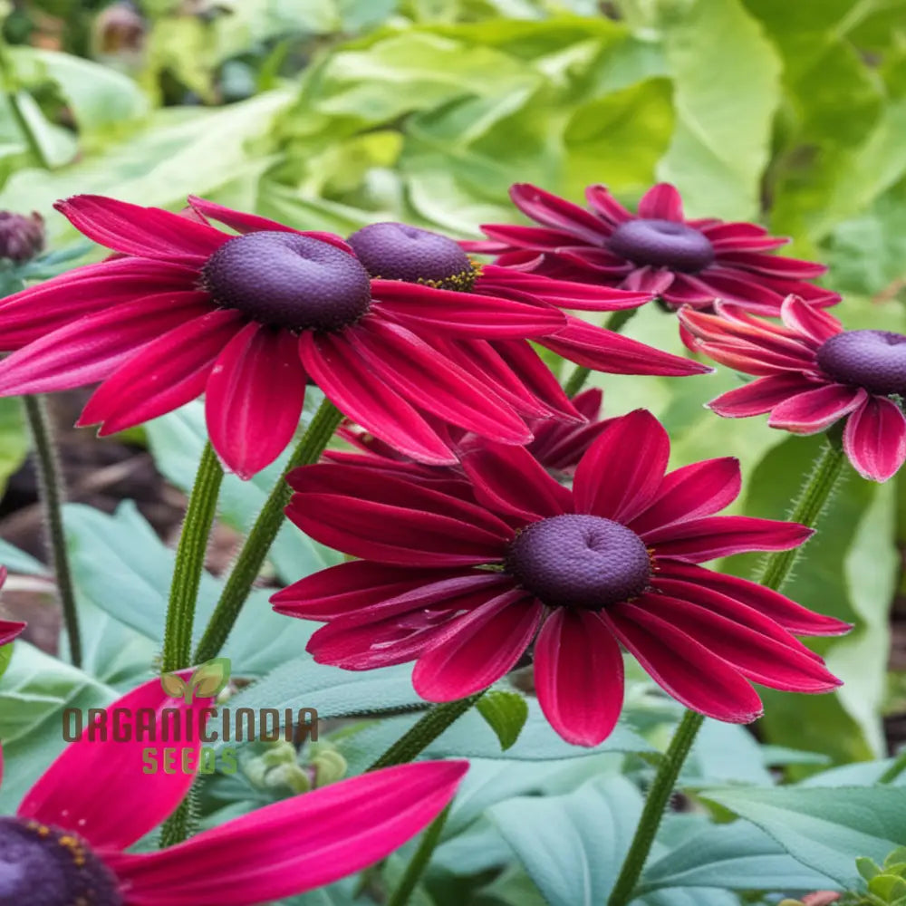 Rudbeckia Cherry Brandy Flowers Seeds Renowned For Their Deep Red Hues And Captivating Presence In