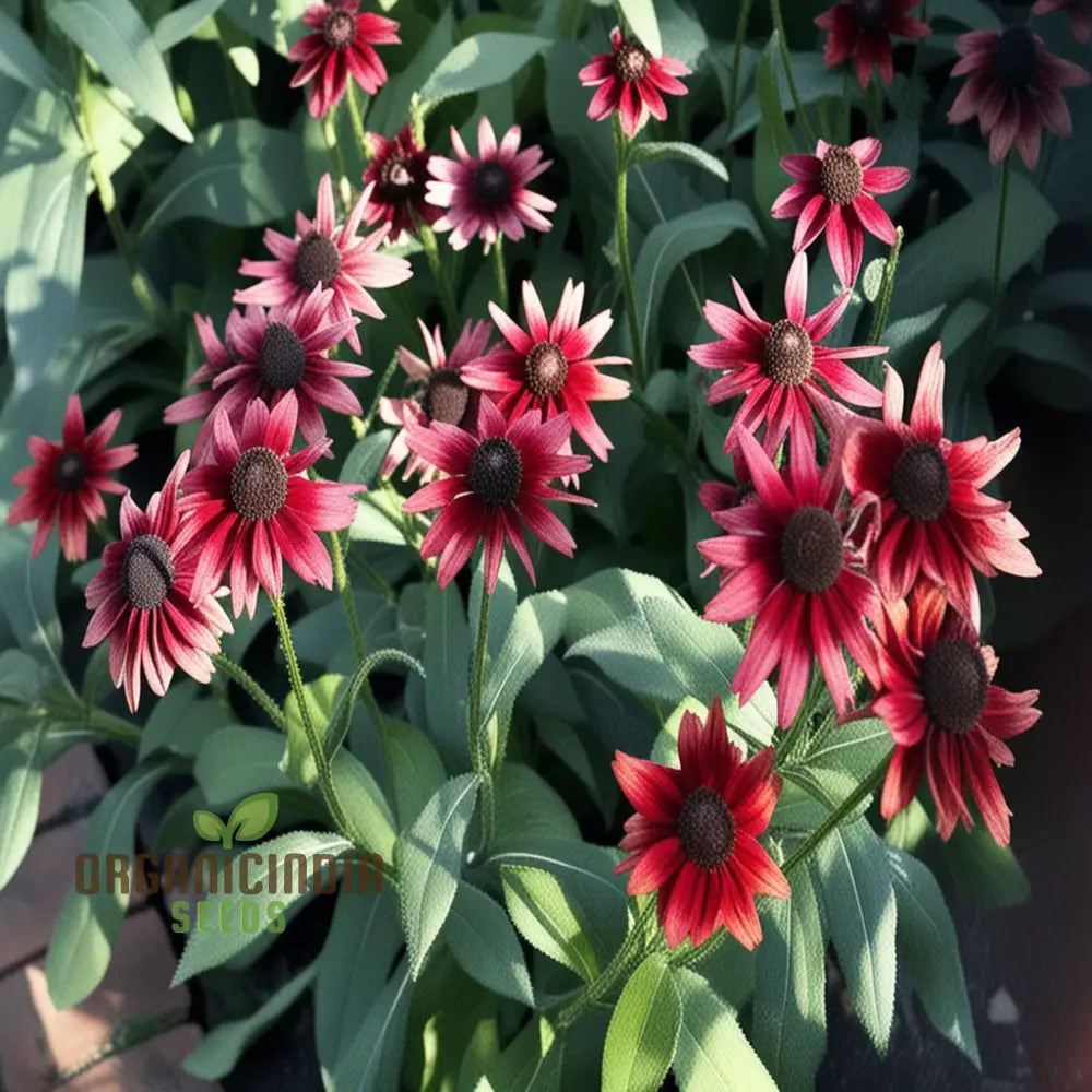 Rudbeckia Cherry Brandy Flowers Seeds Renowned For Their Deep Red Hues And Captivating Presence In