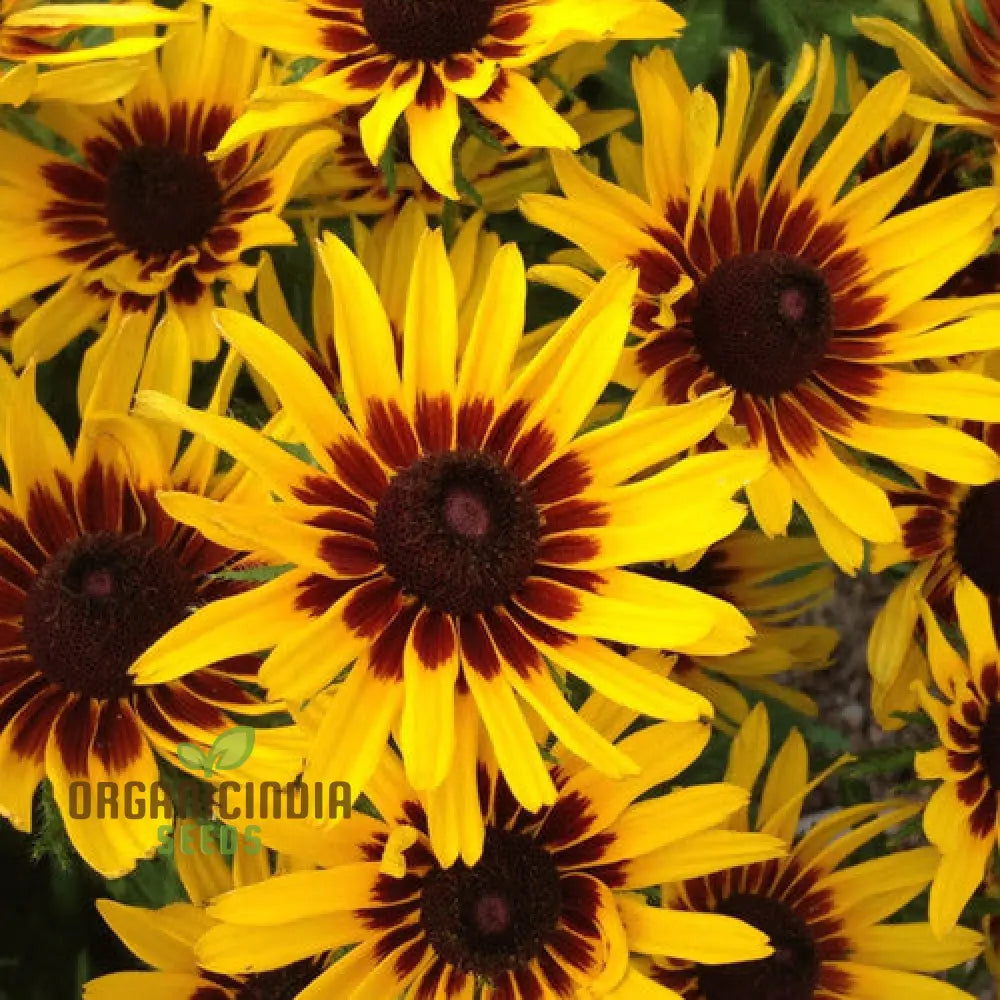 Rudbeckia Hirta ’Goldeneye’ Seeds For Planting Vibrant Black-Eyed Susan For Your Garden’