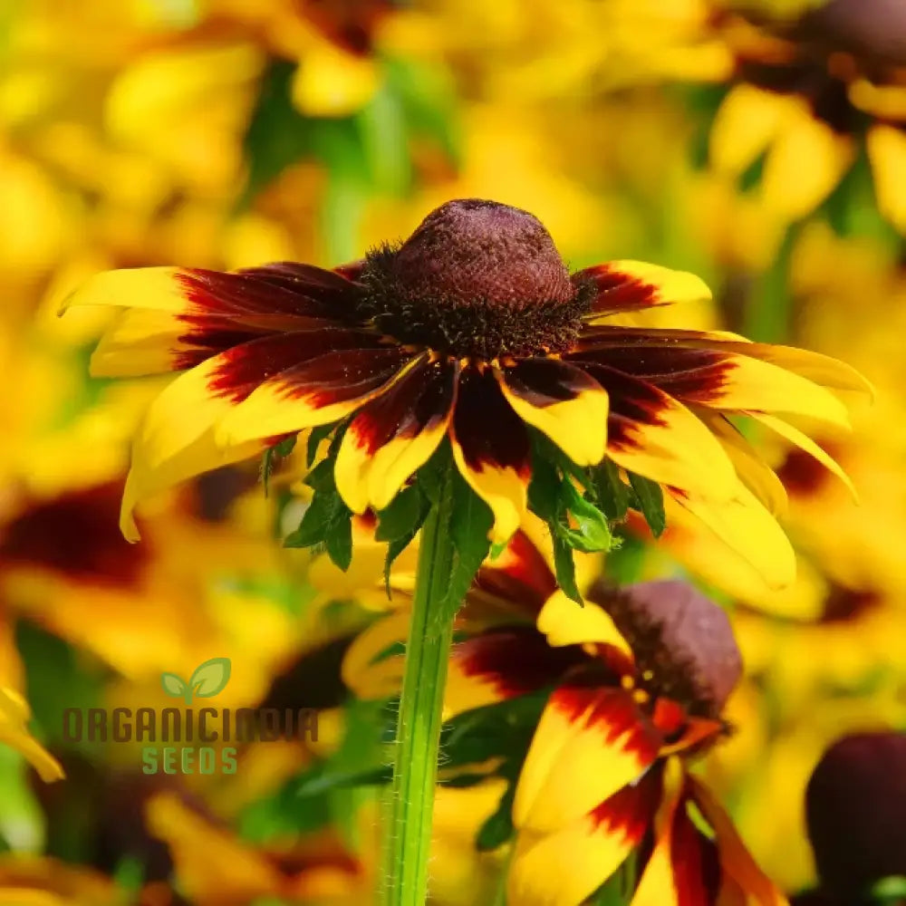 Rudbeckia Hirta ’Goldeneye’ Seeds For Planting Vibrant Black-Eyed Susan For Your Garden’