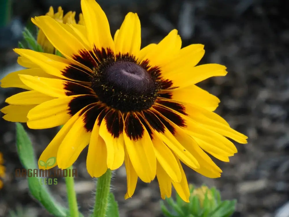 Rudbeckia Hirta ’Goldeneye’ Seeds For Planting Vibrant Black-Eyed Susan For Your Garden’