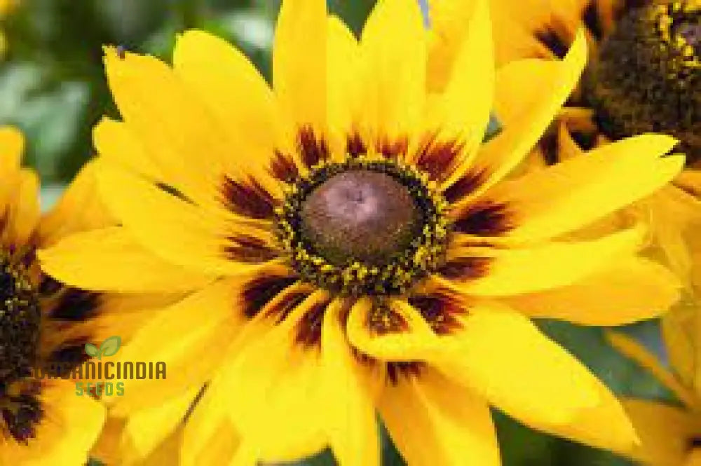 Rudbeckia Hirta ’Goldeneye’ Seeds For Planting Vibrant Black-Eyed Susan For Your Garden’