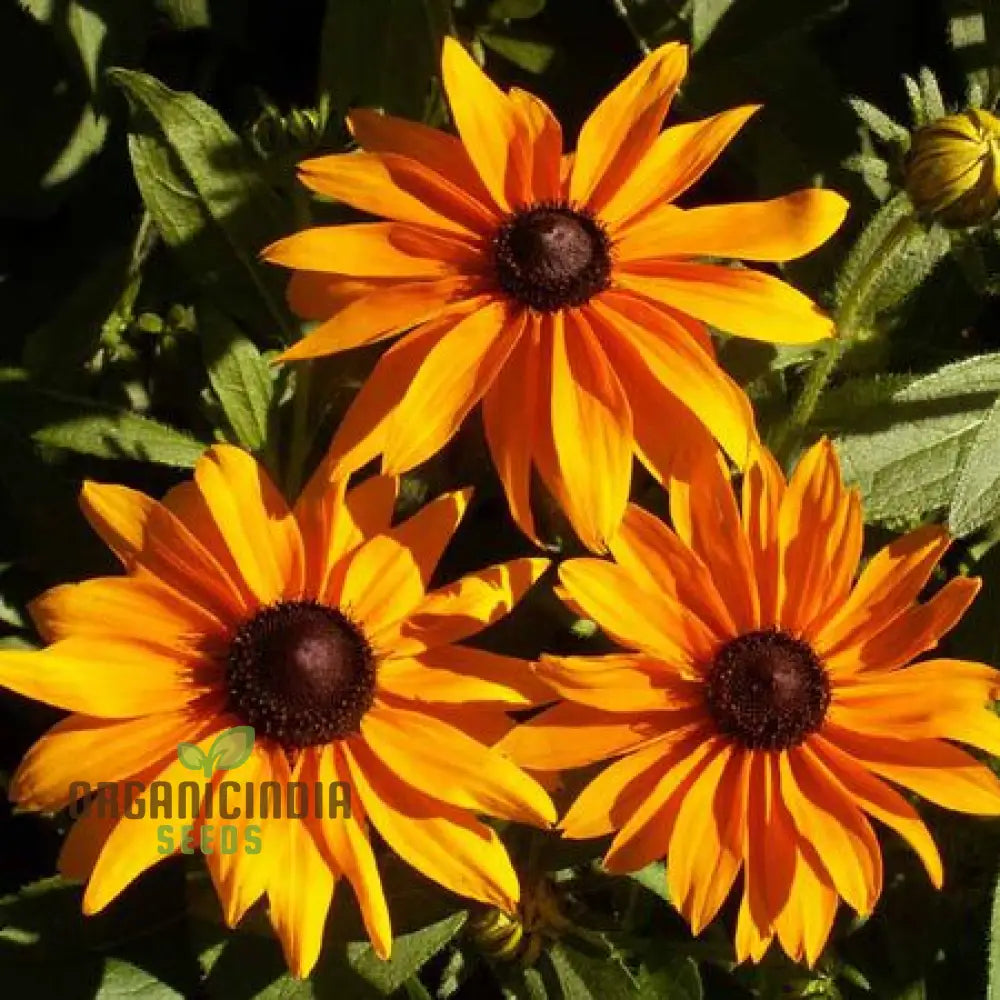 Rudbeckia Hirta ’Marmalade’ Flower Seeds For Planting Vibrant Marmalade Black-Eyed Susans For