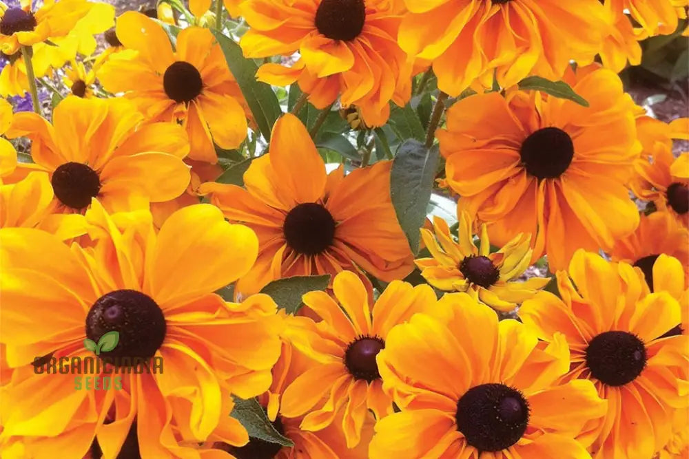 Rudbeckia Hirta ’Marmalade’ Flower Seeds For Planting Vibrant Marmalade Black-Eyed Susans For