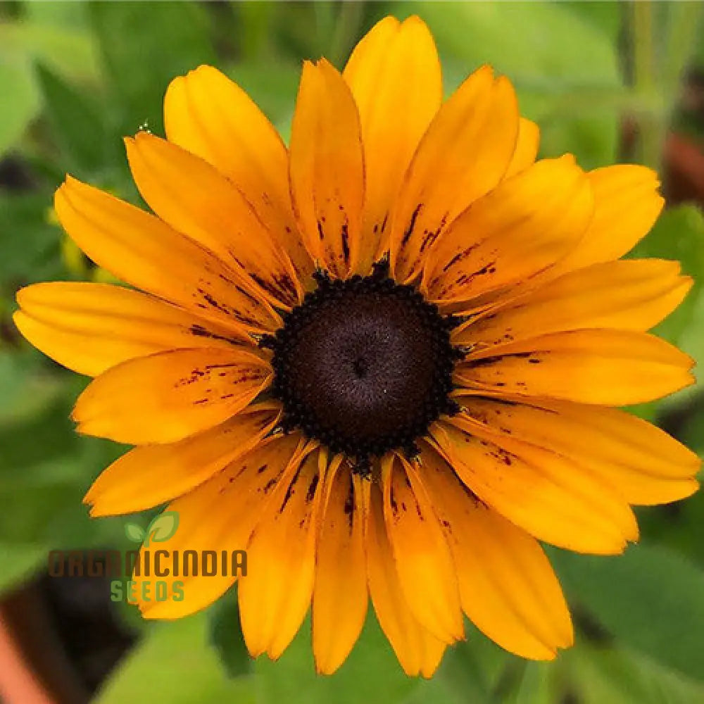 Rudbeckia Hirta ’Marmalade’ Flower Seeds For Planting Vibrant Marmalade Black-Eyed Susans For