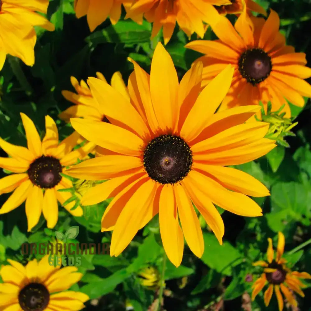 Rudbeckia Hirta ’Marmalade’ Flower Seeds For Planting Vibrant Marmalade Black-Eyed Susans For