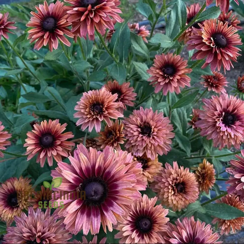 Rudbeckia Hirta ’Sahara’ Flower Seeds For Planting Beautiful Sahara Black-Eyed Susans For A