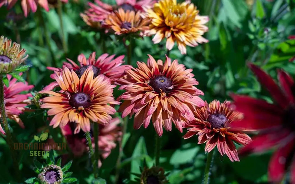 Rudbeckia Hirta ’Sahara’ Flower Seeds For Planting Beautiful Sahara Black-Eyed Susans For A