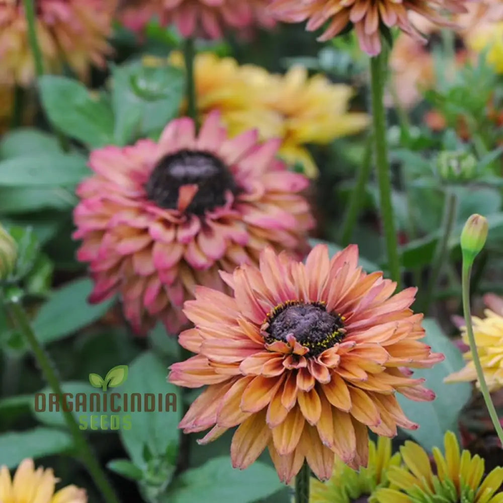 Rudbeckia Hirta ’Sahara’ Flower Seeds For Planting Beautiful Sahara Black-Eyed Susans For A