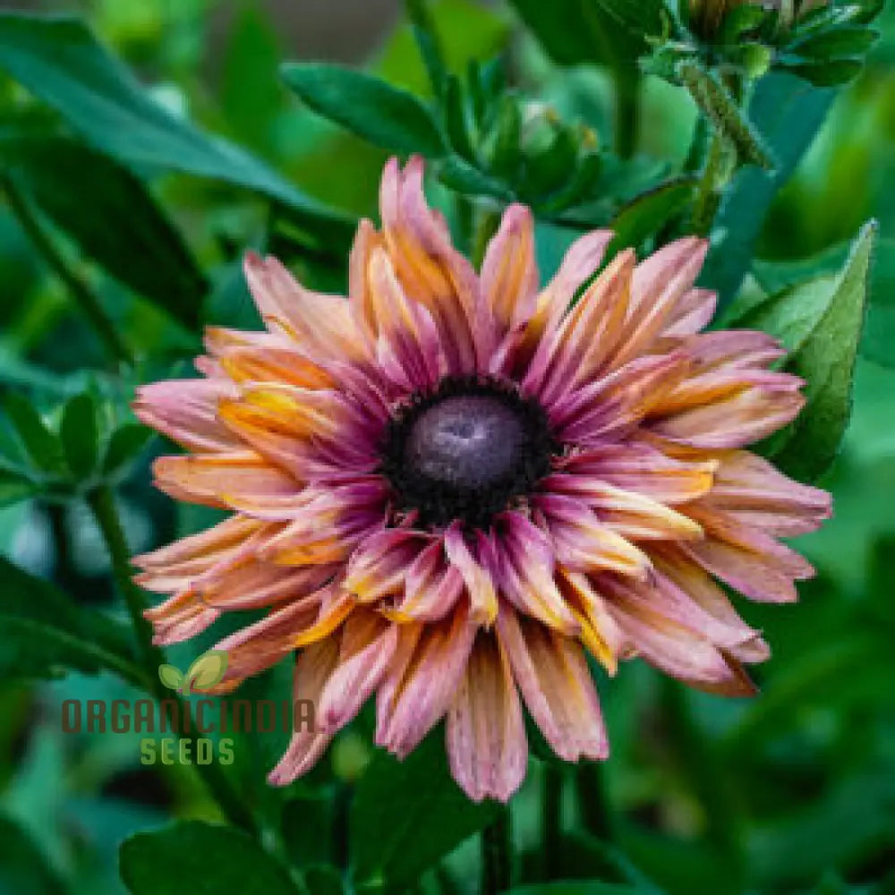 Rudbeckia Hirta ’Sahara’ Flower Seeds For Planting Beautiful Sahara Black-Eyed Susans For A